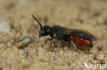 Dikkopbloedbij (Sphecodes monilicornis)