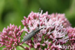 Golden-bloomed Grey longhorn (Agapanthia villosoviridescens)