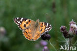 Distelvlinder (Vanessa cardui)