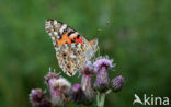 Painted Lady (Vanessa cardui)