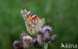 Distelvlinder (Vanessa cardui)