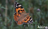 Distelvlinder (Vanessa cardui)