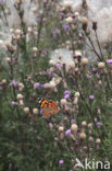 Distelvlinder (Vanessa cardui)