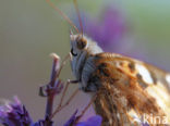 Distelvlinder (Vanessa cardui)