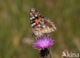 Distelvlinder (Vanessa cardui)