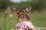 Distelvlinder (Vanessa cardui)