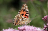 Distelvlinder (Vanessa cardui)