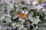 Distelvlinder (Vanessa cardui)