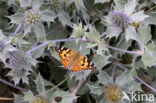 Distelvlinder (Vanessa cardui)