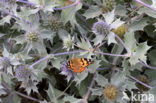 Distelvlinder (Vanessa cardui)