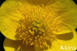 Marsh Marigold (Caltha palustris)