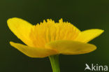 Marsh Marigold (Caltha palustris)