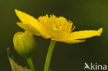 Dotterbloem (Caltha palustris)