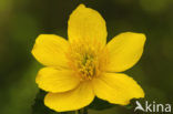 Marsh Marigold (Caltha palustris)