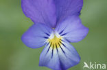 Wild Pansy (Viola tricolor)