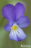 Wild Pansy (Viola tricolor)