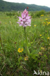 Drietandorchis (Neotinea tridentata)