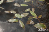 Duizendknoopfonteinkruid (Potamogeton polygonifolius)
