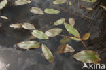 Bog Pondweed (Potamogeton polygonifolius)