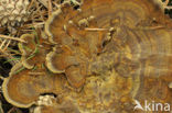 Coltricia perennis