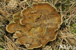 Coltricia perennis