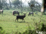 Red Deer (Cervus elaphus)