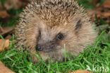 Hedgehog (Erinaceus europaeus)