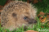 Hedgehog (Erinaceus europaeus)