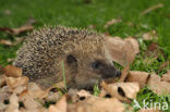 Hedgehog (Erinaceus europaeus)