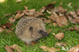 Hedgehog (Erinaceus europaeus)