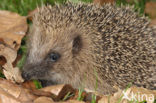 Hedgehog (Erinaceus europaeus)