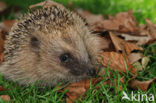 Hedgehog (Erinaceus europaeus)