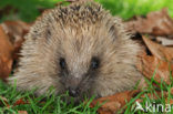 Hedgehog (Erinaceus europaeus)