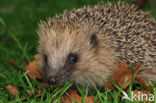 Hedgehog (Erinaceus europaeus)