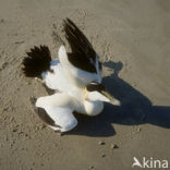 Eider (Somateria mollissima)