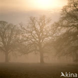 Oak (Quercus)