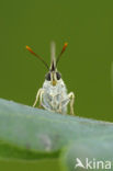 Purple Hairstreak (Neozephyrus quercus)