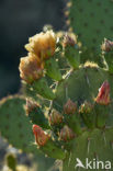 Engelmann’s prickly pear (Opuntia engelmannii)