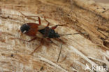 Eremocoris abietis