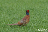 Ring-necked Pheasant (Phasianus colchicus)