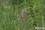 Ring-necked Pheasant (Phasianus colchicus)