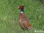 Ring-necked Pheasant (Phasianus colchicus)