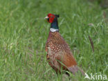 Ring-necked Pheasant (Phasianus colchicus)