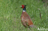 Ring-necked Pheasant (Phasianus colchicus)