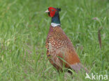 Ring-necked Pheasant (Phasianus colchicus)