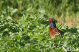 Ring-necked Pheasant (Phasianus colchicus)