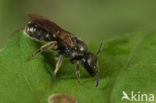 Fijngestippelde groefbij (Lasioglossum punctatissimum)