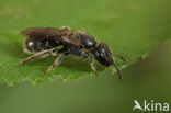 Fijngestippelde groefbij (Lasioglossum punctatissimum)