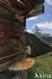 Findeln