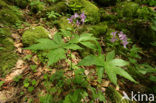 Five-leaved Coral-wort